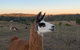 The Llama Farm - thumb 0