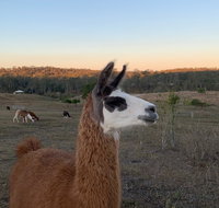 The Llama Farm - Tourism Caloundra