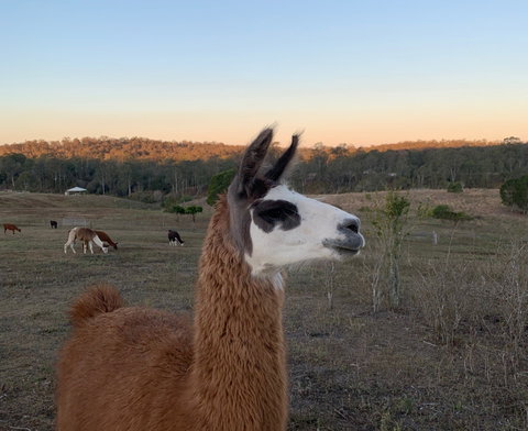 The Llama Farm - Tourism Caloundra 0