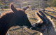 The Llama Farm - thumb 1