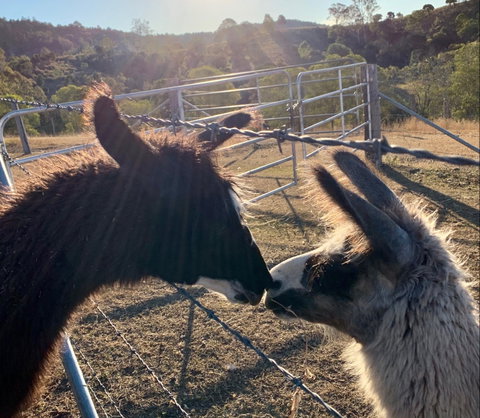 The Llama Farm - Tourism Caloundra 1