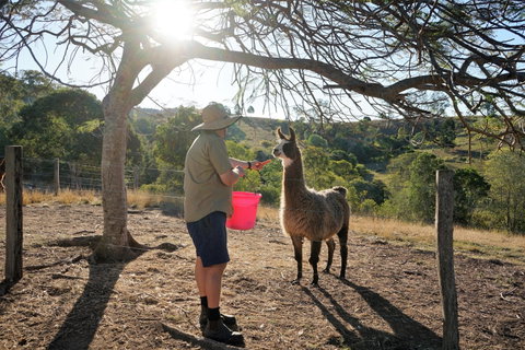 The Llama Farm - Tourism Caloundra 2