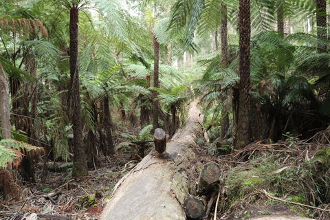 Upper Yarra Reservoir Park - Tourism Caloundra 0