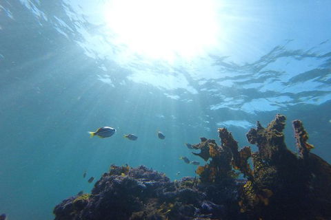 Small-Group Underwater Scooter Experience In Clovelly - Tourism Caloundra 1