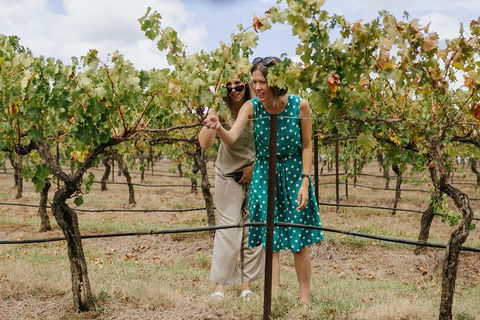 Lovedale & North Pokolbin, Hunter Valley Hop-On And Hop-off Bus Tour - Tourism Caloundra 4