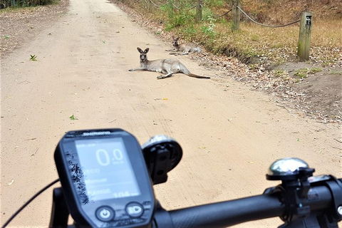 Blue Labyrinth Tour: Sydney Blue Mountains By E-Bike - Tourism Caloundra 4