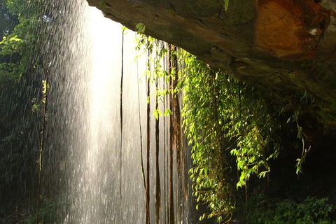 Rainforest & Waterfall Experience - Tourism Caloundra 9