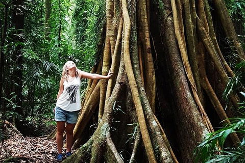 Rainforest & Waterfall Experience - Tourism Caloundra 3