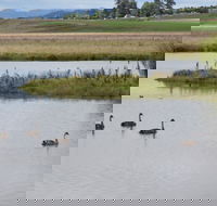 Beardy Waters Dam and Woodlands - Tourism Caloundra