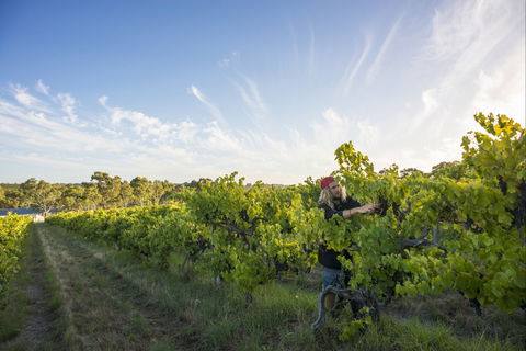 Mclaren Vale - Tourism Caloundra 0