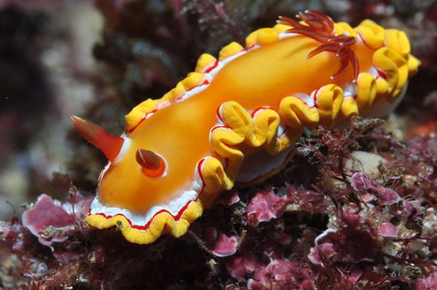 Wolf Rock Dive Site - Tourism Caloundra 0