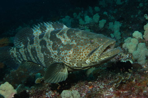 Wolf Rock Dive Site - Tourism Caloundra 1