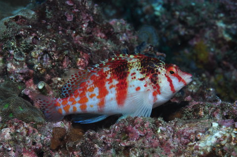 Wolf Rock Dive Site - Tourism Caloundra 2