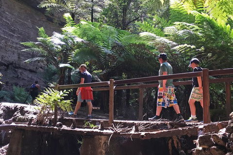 Glow Worm Tunnel Hike - Tourism Caloundra 0