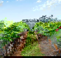 Tintilla Estate Wine Tasting with a Meat and Cheese Platter - Tourism Caloundra