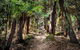 Blue Mountains Secret Places Adventure - thumb 1