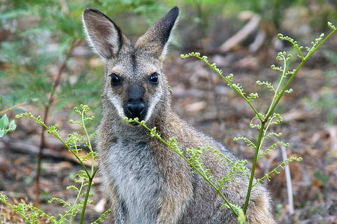 Wollemi Twilight Wildlife Tour - Tourism Caloundra 2