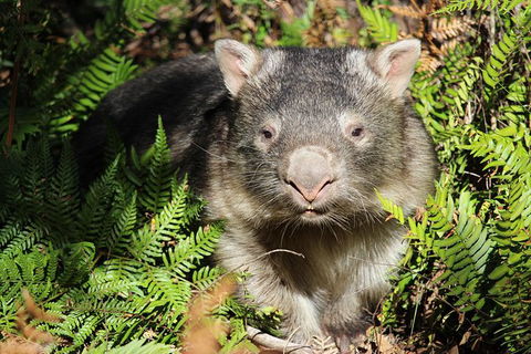 Wollemi Twilight Wildlife Tour - Tourism Caloundra 1