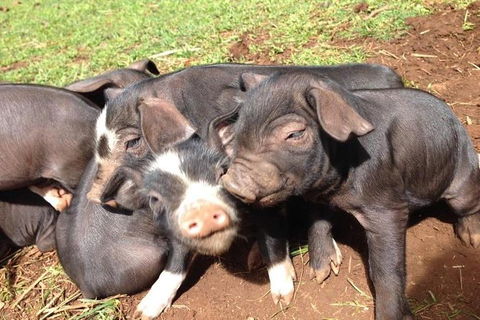 Paddock To Plate Farm Tour And Tasting - Tourism Caloundra 9