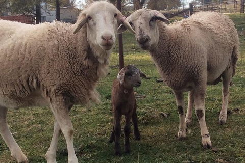 Paddock To Plate Farm Tour And Tasting - Tourism Caloundra 7