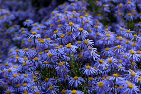 Blue Mountains Botanic Garden And Bilpin Tour From Katoomba With Cider Tasting - Tourism Caloundra 3