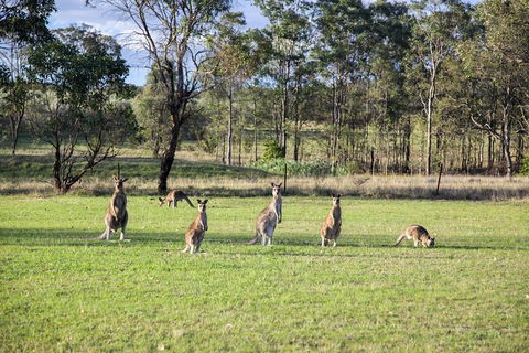 Private Full-Day Wine Tour In Hunter Valley - Tourism Caloundra 2