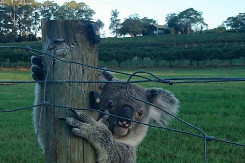 The Secret Vines Experience Port Macquarie - Tourism Caloundra 1