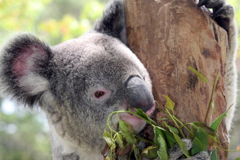 Private 10-hour Tour To Blue Mountains From Sydney - Hotel Pick Up & Drop Off - Tourism Caloundra 2