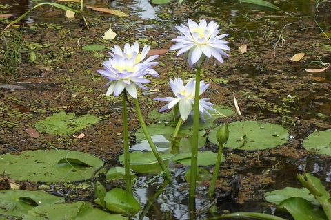 Yellow Water Cruise - Kakadu - Tourism Caloundra 3