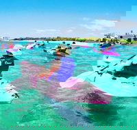 Half Day Dolphin Kayaking and Snorkeling Tour - Tourism Caloundra