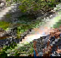 Small group Gold Coast Mountain Tour Springbrook National Park and Mt Tamborine - Tourism Caloundra