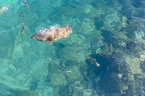 Aquascene Magnetic Island Discovery Tour - Tourism Caloundra 6