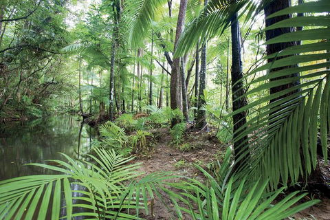 Private Transfer 1 To 3 Passengers, Cairns <> Port Douglas. One Way. - Tourism Caloundra 4