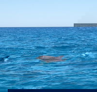 Noosa Wild Dolphin Safari - Tourism Caloundra