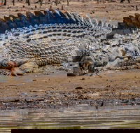 Solar Whisper Daintree River Crocodile and Wildlife Cruise - Tourism Caloundra