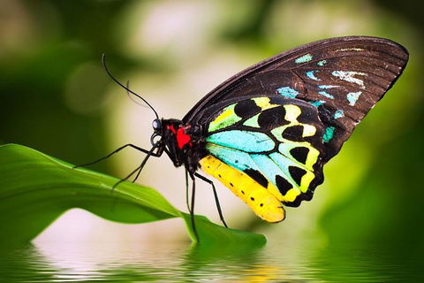 Australian Butterfly Sanctuary - Tourism Caloundra 0