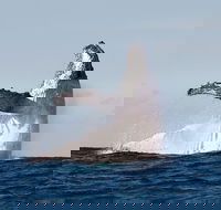 Private whale watching - Tourism Caloundra