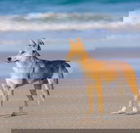 Fraser Island 4WD Tour from Rainbow Beach - Tourism Caloundra
