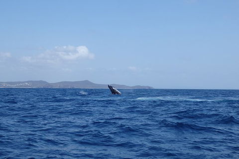 Noosa Whale Watching - Tourism Caloundra 3