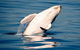 Noosa Whale Watching - thumb 1
