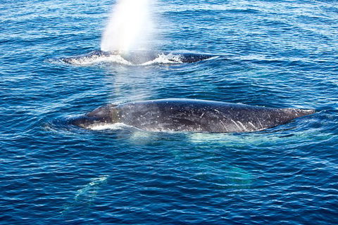 Noosa Whale Watching - Tourism Caloundra 5