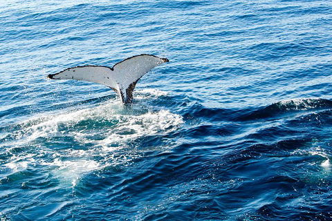 Noosa Whale Watching - Tourism Caloundra 4