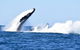 Noosa Whale Watching - thumb 0