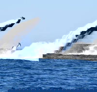 Noosa Whale Watching - Tourism Caloundra
