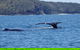 Noosa Whale Watching - thumb 6