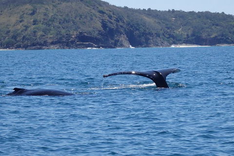 Noosa Whale Watching - Tourism Caloundra 6