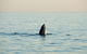 Noosa Whale Watching - thumb 2