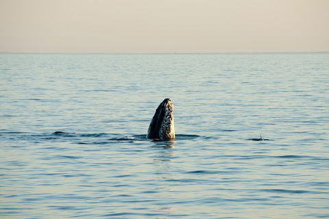 Noosa Whale Watching - Tourism Caloundra 2