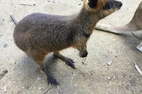 Cairns City Tour - Tourism Caloundra 1