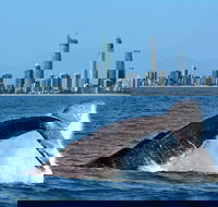 Gold Coast Airport to and from Byron Bay NSW for up-to 7 ppl - Tourism Caloundra